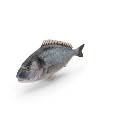 Image result for Sparus aurata