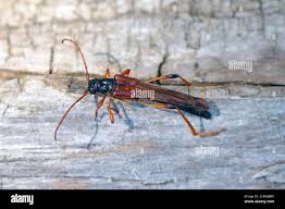 Attēlu rezultāti vaicājumam “Necydalis major”