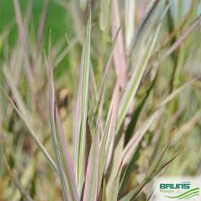 Attēlu rezultāti vaicājumam “Glyceria maxima fruit”