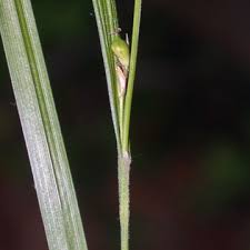 Attēlu rezultāti vaicājumam “Carex lasiocarpa leaf”