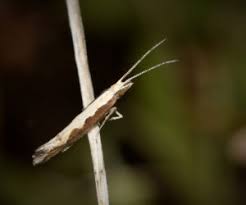 Attēlu rezultāti vaicājumam “Plutellidae”