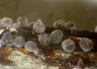 Attēlu rezultāti vaicājumam “Lamproderma pseudomaculatum”