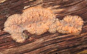 Attēlu rezultāti vaicājumam “Phlebia radiata”