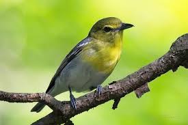 Image result for Vireo flavifrons
