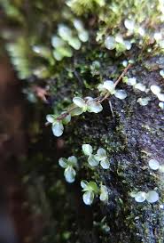 Attēlu rezultāti vaicājumam “Rhizomnium punctatum”