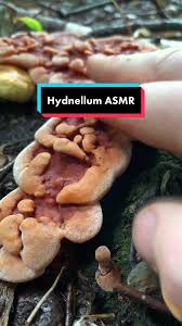 Attēlu rezultāti vaicājumam “Hydnellum aurantiacum”