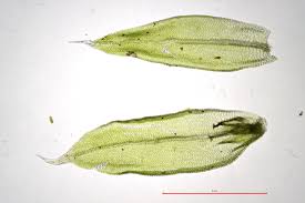 Attēlu rezultāti vaicājumam “Orthotrichum diaphanum”