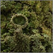 Attēlu rezultāti vaicājumam “Melanohalea exasperata”