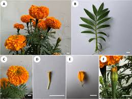 Attēlu rezultāti vaicājumam “Tagetes leaf”