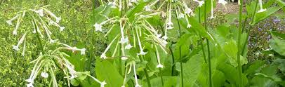 Attēlu rezultāti vaicājumam “Nicotiana tabacum flower”