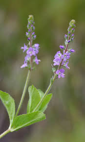 Attēlu rezultāti vaicājumam “Veronica officinalis flower”