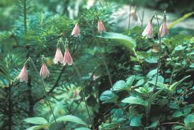 Attēlu rezultāti vaicājumam “Linnaea borealis flower”