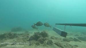 Image result for Diplodus helenae