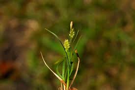 Attēlu rezultāti vaicājumam “Carex hirta male flower”