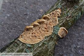 Attēlu rezultāti vaicājumam “Antrodia malicola”