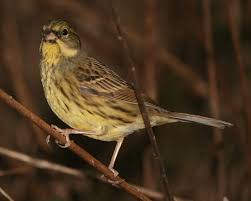 Image result for Emberiza spodocephala