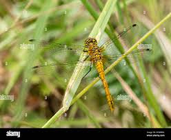 Attēlu rezultāti vaicājumam “Sympetrum sanguineum female”