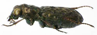 Attēlu rezultāti vaicājumam “Elaphrus cupreus”