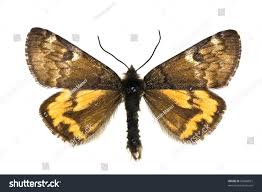 Attēlu rezultāti vaicājumam “Archiearis parthenias”