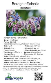 Image result for Borretsch