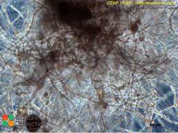 Attēlu rezultāti vaicājumam “Hildenbrandia rivularis”