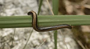 Attēlu rezultāti vaicājumam “Ommatoiulus vilnensis”