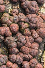 Attēlu rezultāti vaicājumam “Hypoxylon fragiforme / howeianum”