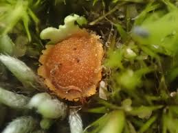 Attēlu rezultāti vaicājumam “Octospora splachnophila”