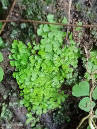 Attēlu rezultāti vaicājumam “Blepharostoma trichophyllum sporophyte”