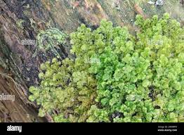 Attēlu rezultāti vaicājumam “Ptilidium pulcherrimum sporophyte”