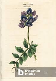 Attēlu rezultāti vaicājumam “Lathyrus japonicus subsp. maritimus leaf”