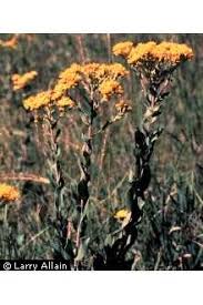 Attēlu rezultāti vaicājumam “Aloina rigida sporophyte”