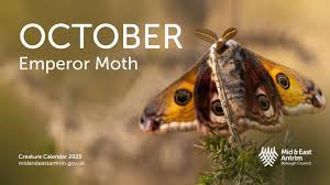 Attēlu rezultāti vaicājumam “Saturnia pavonia cocoon”