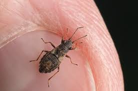 Attēlu rezultāti vaicājumam “Nithecus jacobaeae”