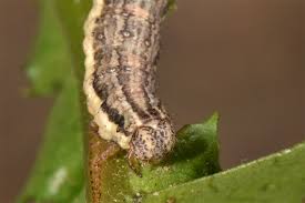 Attēlu rezultāti vaicājumam “Xanthorhoe quadrifasiata”