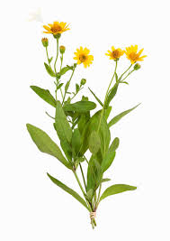 Attēlu rezultāti vaicājumam “Arnica montana”