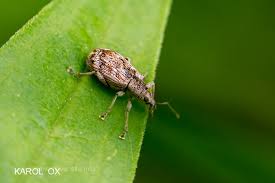 Attēlu rezultāti vaicājumam “Polydrusus tereticollis”