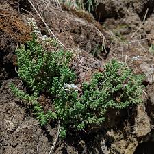 Attēlu rezultāti vaicājumam “Sedum album leaf”