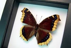 Attēlu rezultāti vaicājumam “Nymphalis antiopa upperside”