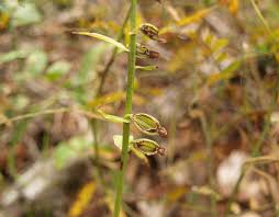 Attēlu rezultāti vaicājumam “Epipactis helleborine fruit”