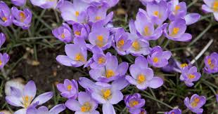 Attēlu rezultāti vaicājumam “Crocus tommasinianus flower”