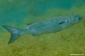 Image result for Mugil cephalus