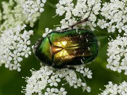 Attēlu rezultāti vaicājumam “Cetonia aurata imago”