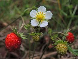 Attēlu rezultāti vaicājumam “Fragaria vesca fruit”