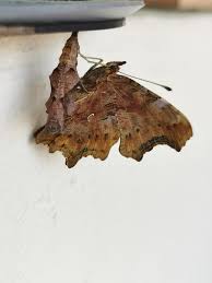 Attēlu rezultāti vaicājumam “Polygonia c-album underside”