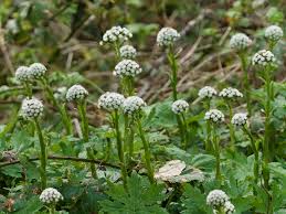 Attēlu rezultāti vaicājumam “Petasites spurius flower”