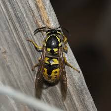 Attēlu rezultāti vaicājumam “Vespula germanica male”