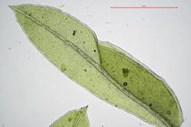 Attēlu rezultāti vaicājumam “Fissidens bryoides sporophyte”