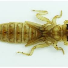 Attēlu rezultāti vaicājumam “Leucorrhinia rubicunda male”