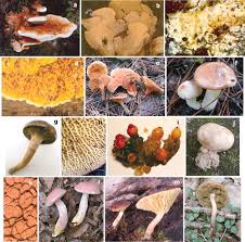 Attēlu rezultāti vaicājumam “Boletales”